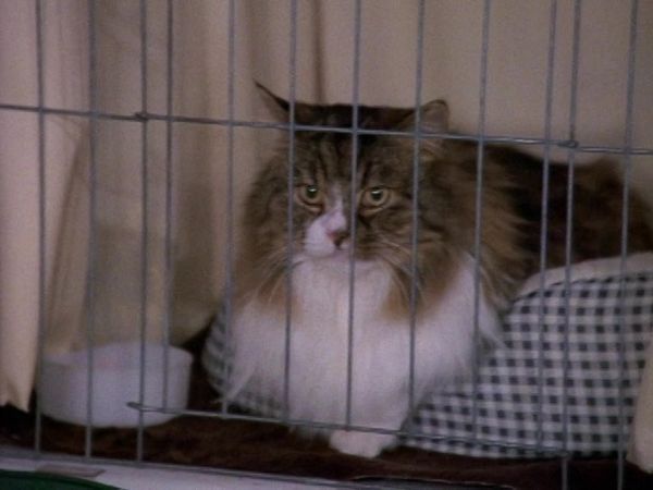 Sabrina the Teenage Witch - Cat Showdown