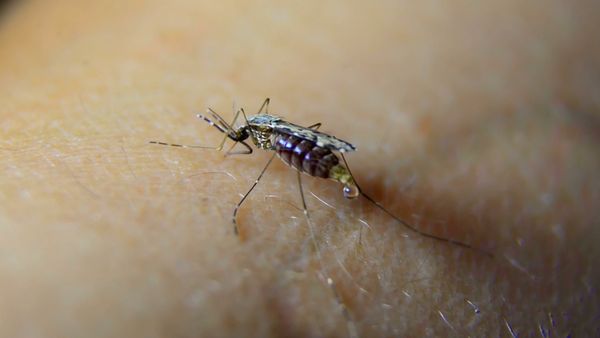 Deadly Disasters - Mosquitoes