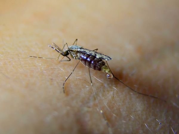 Deadly Disasters - Mosquitoes