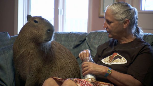 My Crazy Obsession - Airline Addict_Crazy for Capybaras