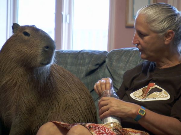 My Crazy Obsession - Airline Addict_Crazy for Capybaras