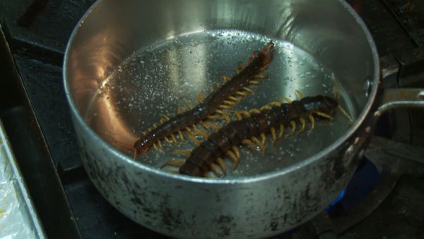 My Crazy Obsession - Buggin' Out_Dumpster Diet