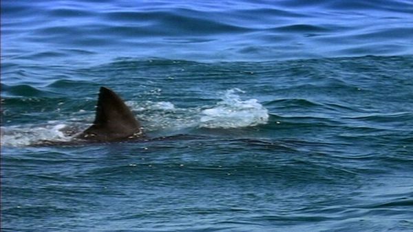 Lifeguard! - Shark!
