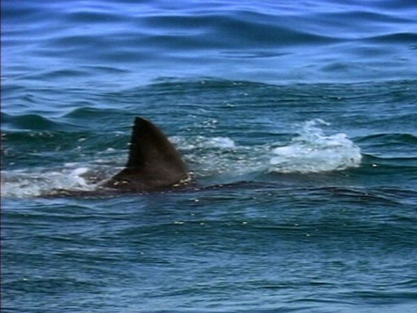 Lifeguard! - Shark!