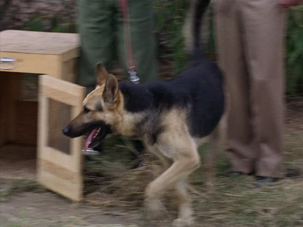 Gomer Pyle, U.S.M.C. - Gomer Untrains a Dog