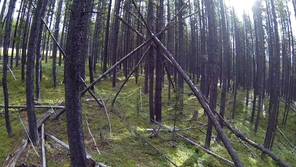 Survivorman - Alberta