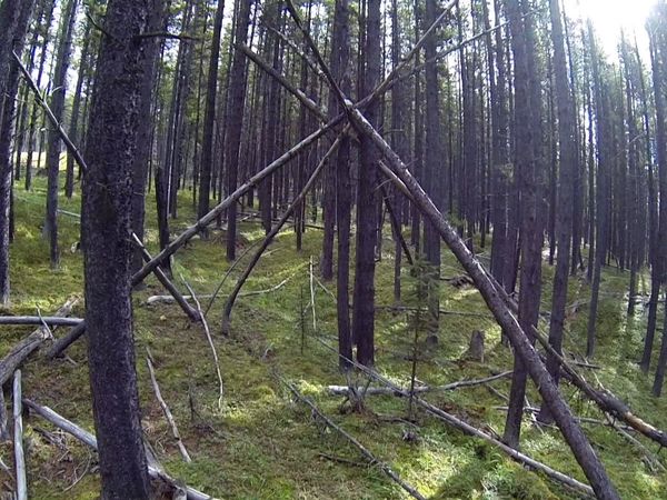 Survivorman - Alberta
