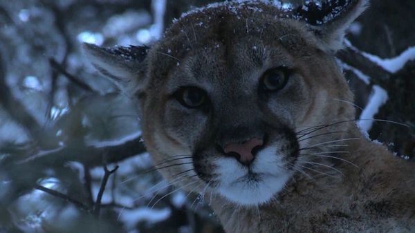 Sasquatch Mountain Man - Mountain Lion