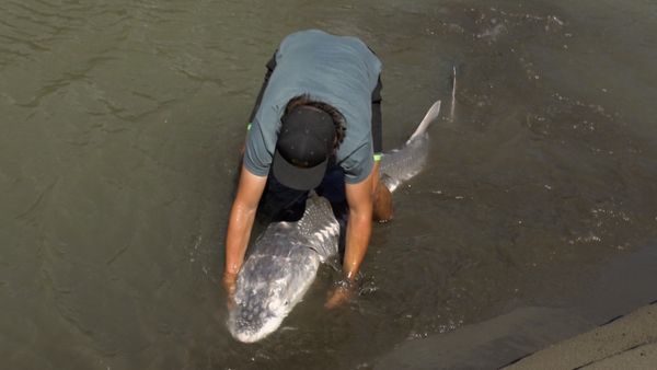 Monster Fish - Canadian Sturgeon
