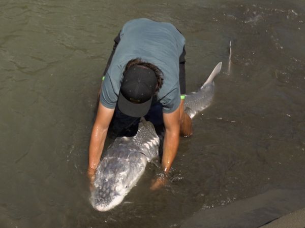 Monster Fish - Canadian Sturgeon