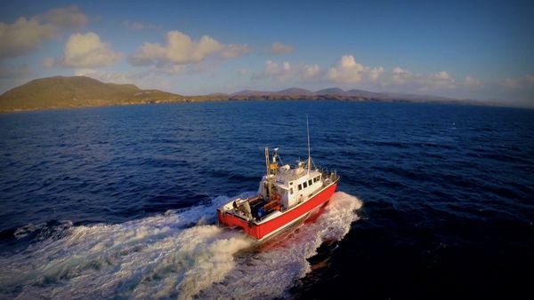 Monster Fish - Tuna of Scotland