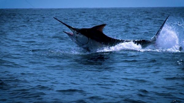 Monster Fish - Marlin vs. Permit