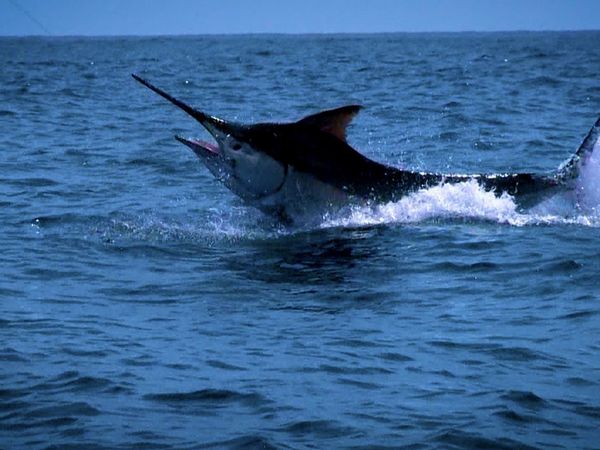 Monster Fish - Marlin vs. Permit