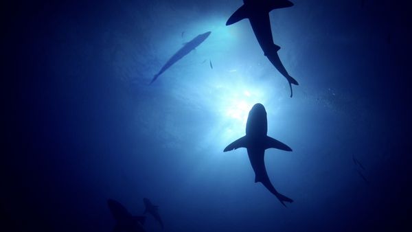 Monster Fish - Season Countdown