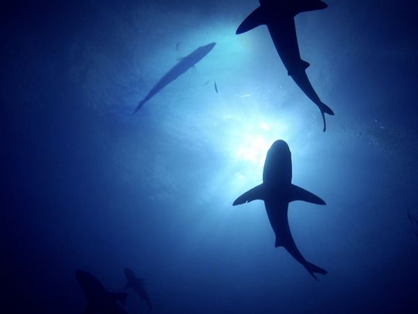 Monster Fish - Season Countdown