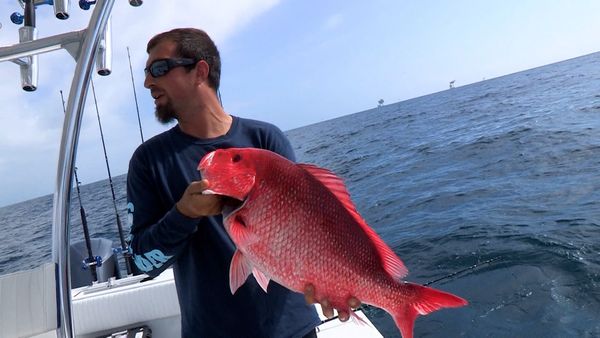 Monster Fish - Striped Bass versus Mississippi Kingfish