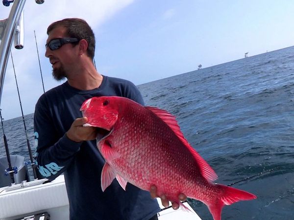 Monster Fish - Striped Bass versus Mississippi Kingfish