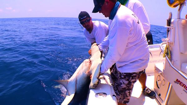 Monster Fish - Islamorada, Florida Tiger Shark