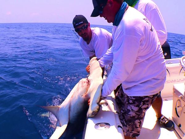 Monster Fish - Islamorada, Florida Tiger Shark