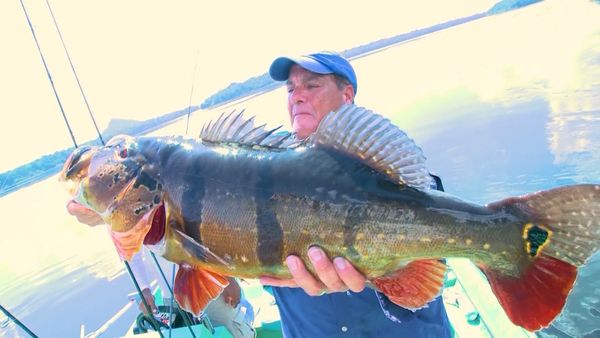 Monster Fish - Amazonian Peacock Bass