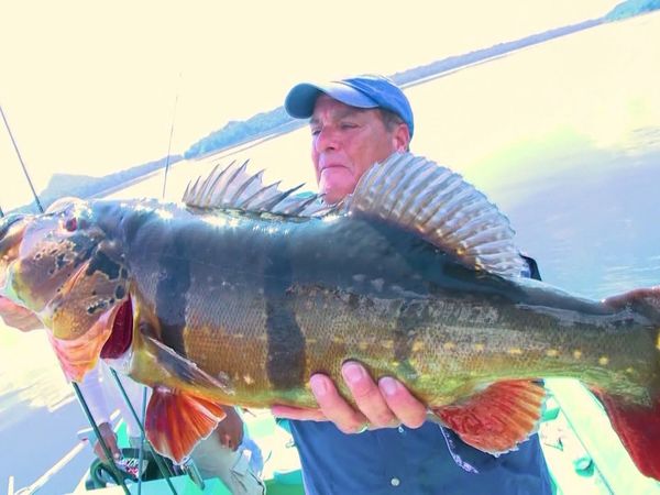 Monster Fish - Amazonian Peacock Bass