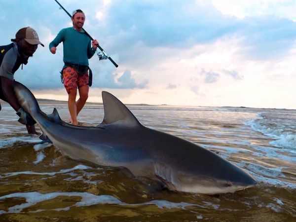 Monster Fish - Gabon Africa
