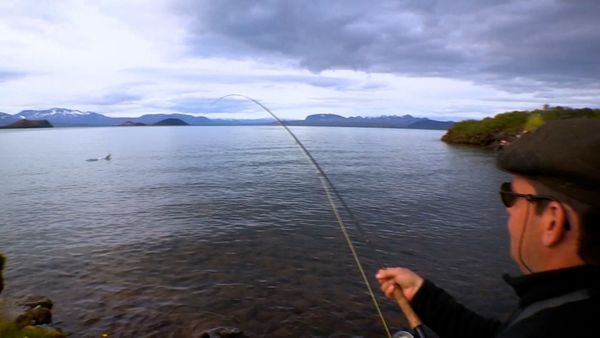 Monster Fish - Brown Trout of Iceland