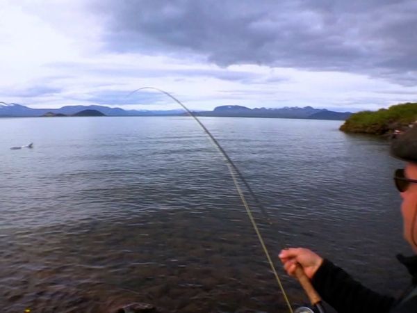 Monster Fish - Brown Trout of Iceland