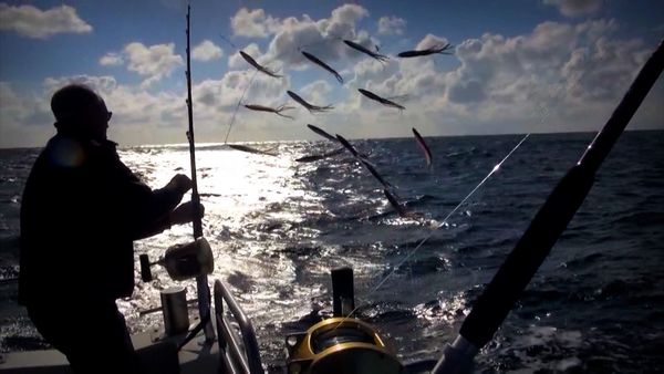 Monster Fish - Scotland - Bluefin Giants