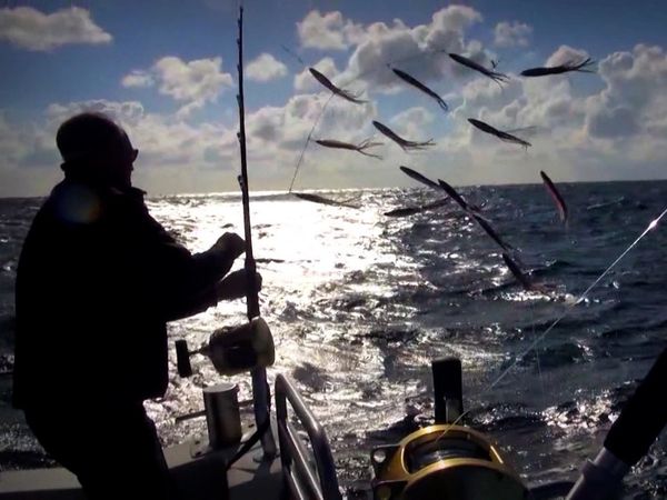 Monster Fish - Scotland - Bluefin Giants