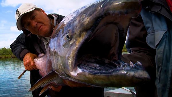 Monster Fish - Thresher Sharks and King Salmon