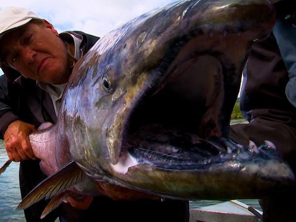 Monster Fish - Thresher Sharks and King Salmon