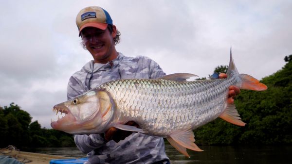 Monster Fish - African Giants