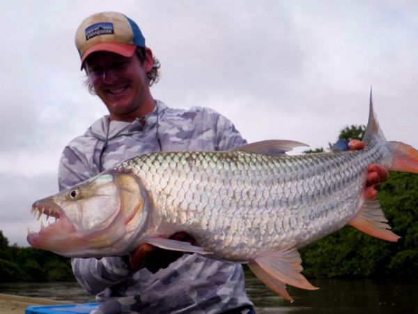 Monster Fish - African Giants