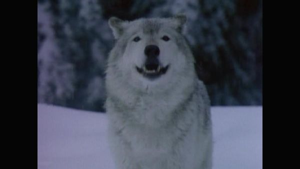 MacGyver - Mask of the Wolf