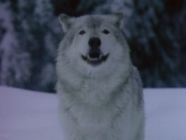 MacGyver - Mask of the Wolf