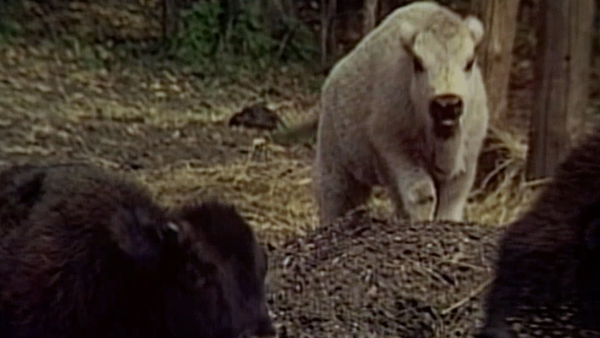 Unsolved Mysteries with Dennis Farina - Episode: 7