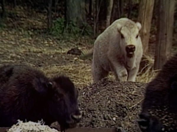 Unsolved Mysteries with Dennis Farina - Episode: 7