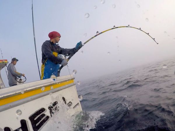 Wicked Tuna - Ein schwieriger erster Fang