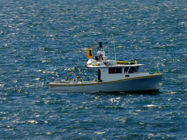 Wicked Tuna - Frischlinge auf dem Prüfstand