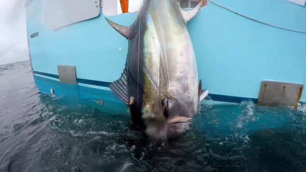Wicked Tuna - Jeder gegen jeden