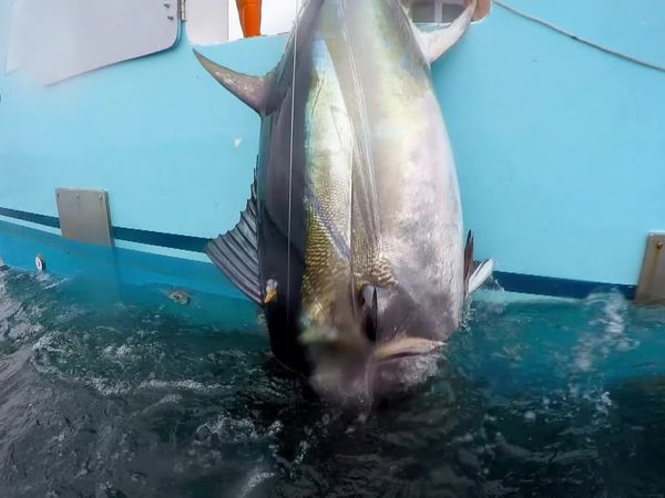 Wicked Tuna - Jeder gegen jeden