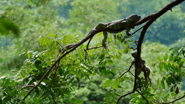ADN Animal - Reptiles