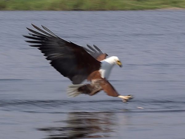 ADN Animal - Aves de rapiña