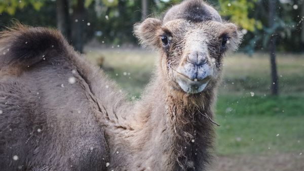 ADN Animal - Similar, pero diferente