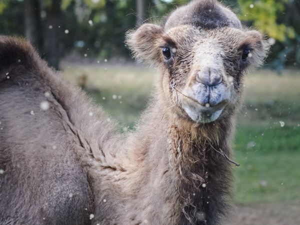 ADN Animal - Similar, pero diferente