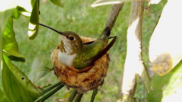 ADN Animal - Pequeños pájaros encantadores
