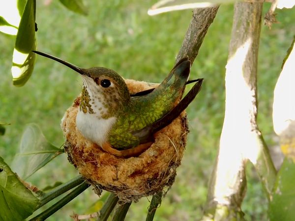 ADN Animal - Pequeños pájaros encantadores