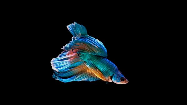 ADN Animal - Peces