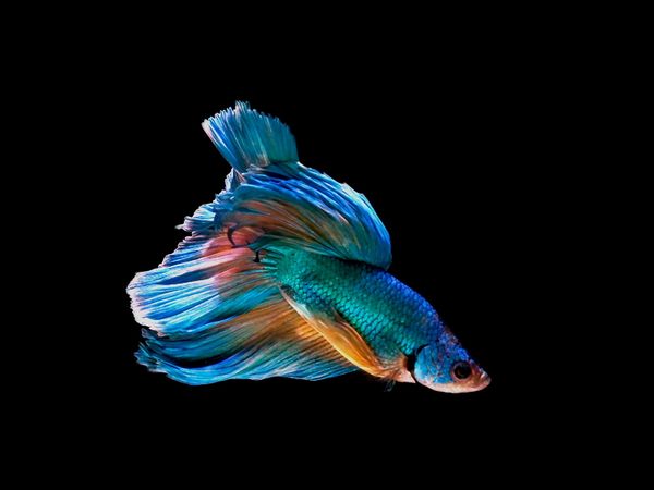 ADN Animal - Peces